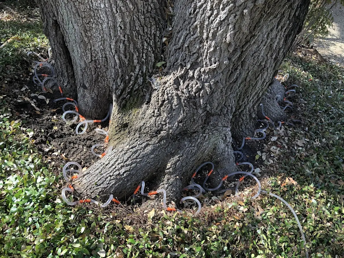 Detailed Shrub and Hedge Trimming job site in Leeper