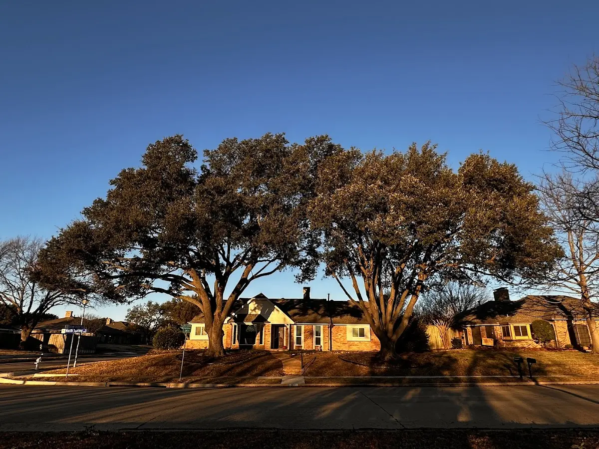 Established residential canopy tree shading a home in Leeper